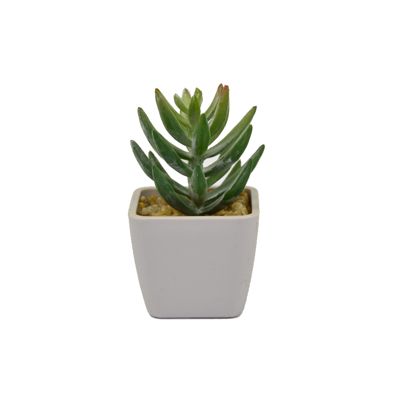 Mini kaktus w doniczce 5x9cm - 1