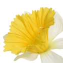 Narcyz na łodydze sztuczny kwiatek żółty 60cm - 5