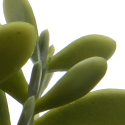 Sztuczna roślinka zielona w doniczce jutowej 12cm - 5