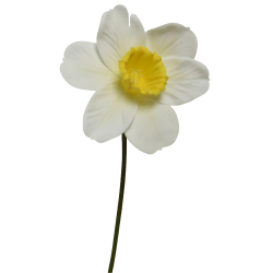 Narcyz Żonkil sztuczny kwiatek żółty biały dekoracyjny 39cm - 3