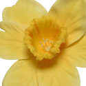 Narcyz Żonkil sztuczny kwiatek żółty biały dekoracyjny 39cm - 4