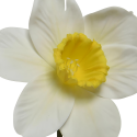 Narcyz Żonkil sztuczny kwiatek żółty biały dekoracyjny 39cm - 5